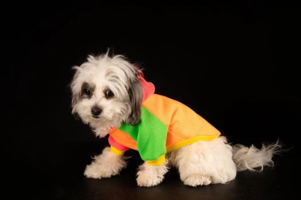 Orange Kedi & Köpek Sweatshirt-M - 6