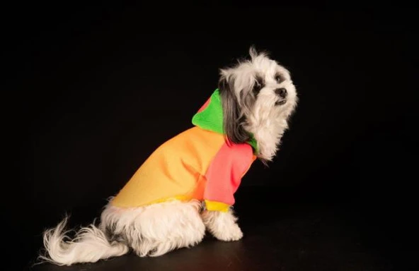 Orange Kedi & Köpek Sweatshirt-M - 7
