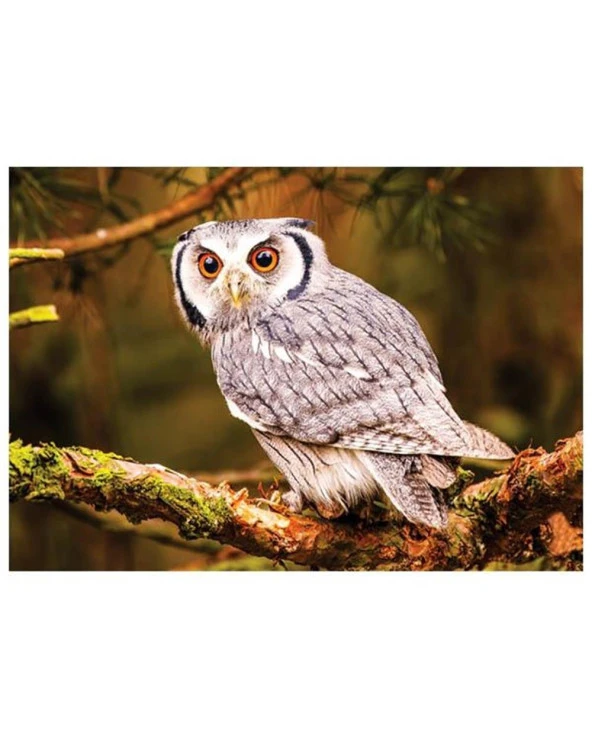 Hayal Sepeti Puzzle  BAYKUŞ  100 Parça 24X34Cm - 2
