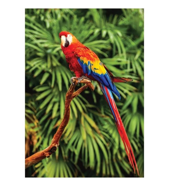 Hayal Sepeti Puzzle Papağan Kuşu Puzzle 100 Parça 24X34Cm - 2