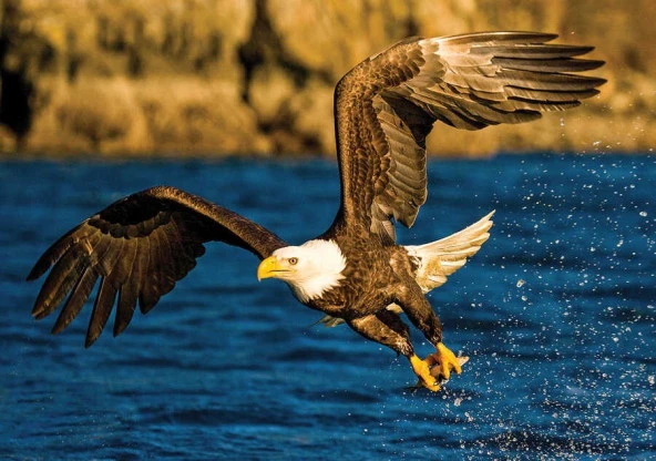 Hayal Sepeti Puzzle KARTAL Kuş Puzzle 100 Parça 24X34Cm - 2