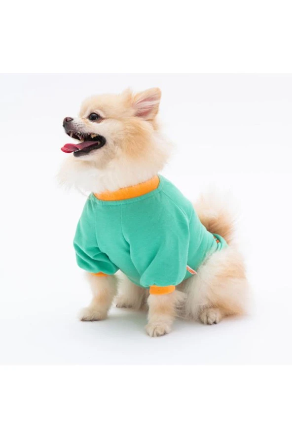 Pawstar Kedi ve KÜÇÜK Köpek Mint Bone Hunter Sweat 2XL Sırt43cm Göğüs58cm Boyun38cm - 2