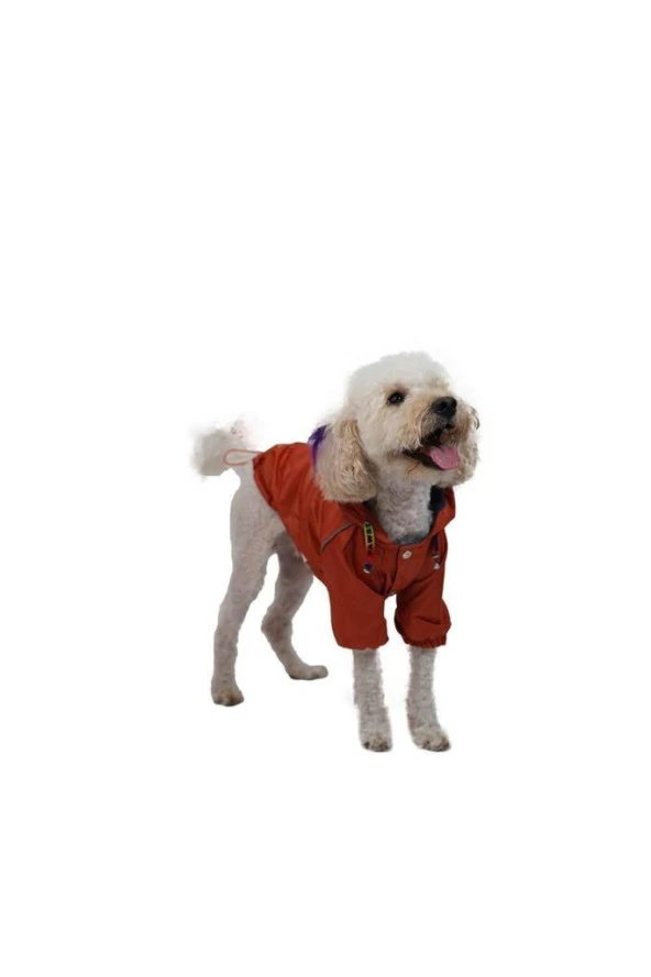 Pawstar Kedi ve KÜÇÜK Köpek Turuncu Pluvia Yağmurluk XL Sırt38cm Göğüs55cm Boyun34cm - 2