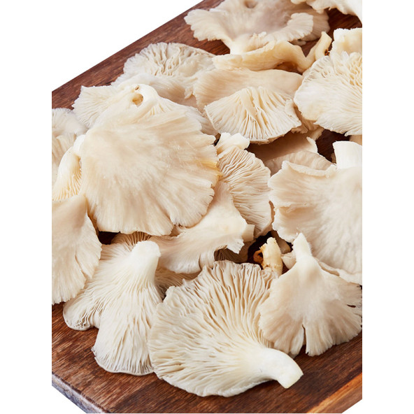 İstiridye Kavak Mantarı Tohumu 1 koli 10 kilo ürün görseli 1