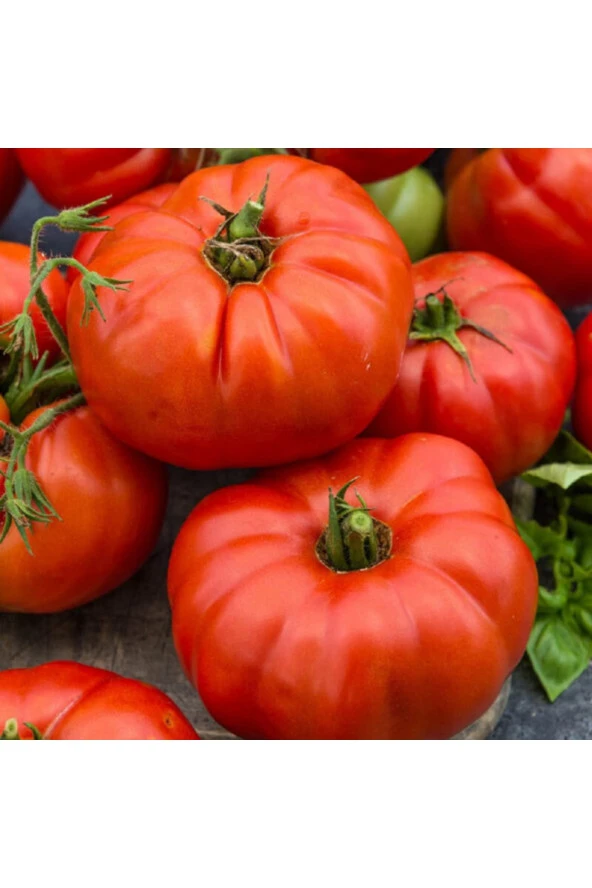 AGRODAL TARIM Ata Tohumu Meşhur Yöresel Doğal Oturak Ankara Ayaş Domatesi 50 Adet Yerli Tohum ürün görseli