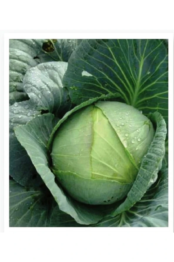 AGRODAL TARIM Ata Tohumu Yerli Doğal Yalova Lahanası 100 Adet Tohum ürün görseli