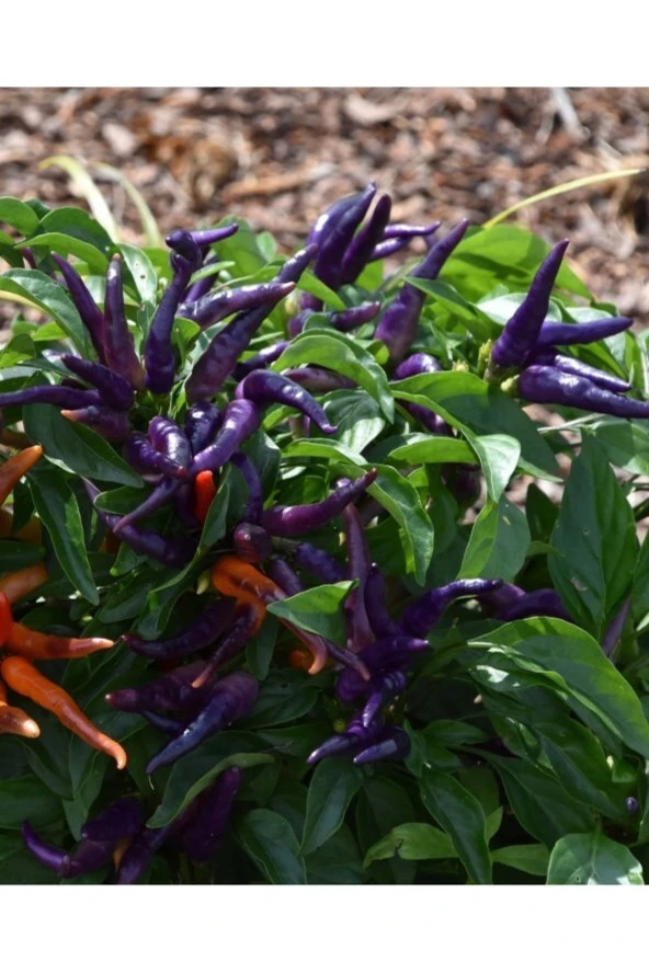 AGRODAL TARIM Ata Tohumu Yerli Doğal Acı Mor Cin Biberi 100 Adet Tohum ürün görseli
