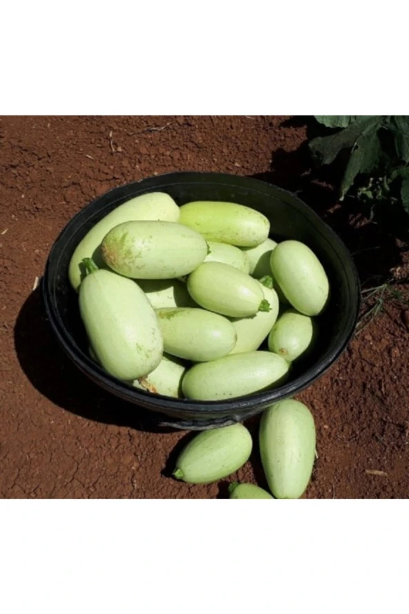 AGRODAL TARIM Ata Tohumu Yerli Doğal Urfa Dolmalık Aşlık Kabak Tohumu 20 Adet Tohum ürün görseli