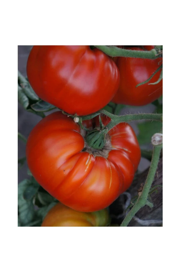 AGRODAL TARIM Ata Tohumu Meşhur Yöresel Doğal Oturak Ankara Ayaş Domatesi 50 Adet Yerli Tohum - Resim 2