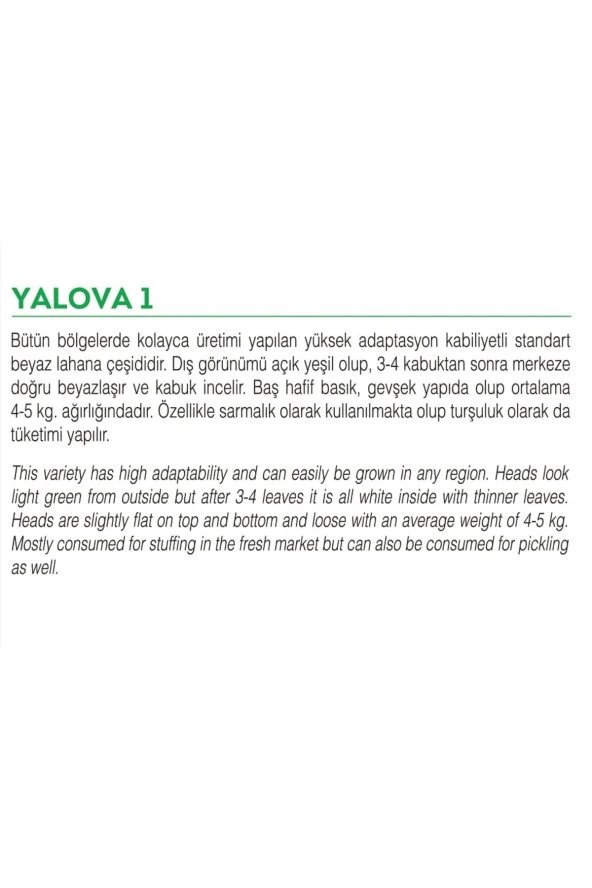 AGRODAL TARIM Ata Tohumu Yerli Doğal Yalova Lahanası 100 Adet Tohum - Resim 2