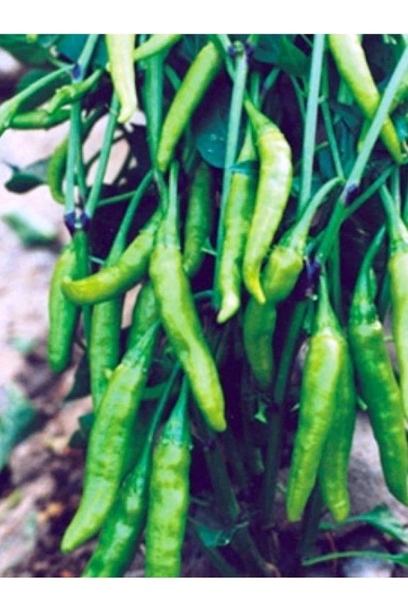 AGRODAL TARIM Ata Tohumu Yerli Doğal Acı Turşuluk Cin Biberi Aşağıbakan 100 Ad. Sebze Tohumu ürün görseli