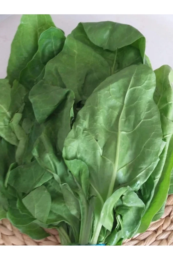 AGRODAL TARIM Ata Tohumu Doğal Yerli Sarmalık Yaprak Pancar Pazı Tohumu 100 Adet Tohum ürün görseli