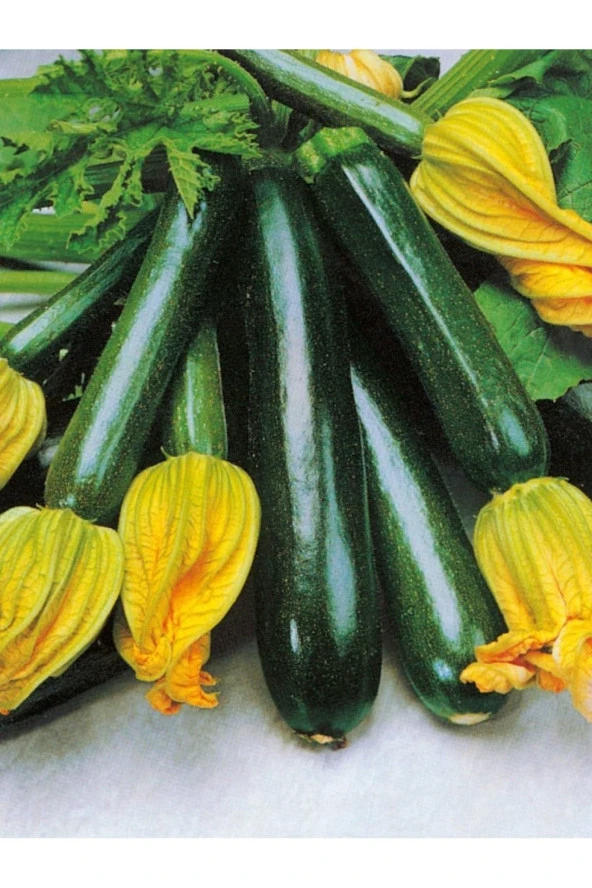 AGRODAL TARIM Ata Tohumu Yerli Doğal Anadolu Siyah Kabağı Tohumu 20 Ad. Sebze Tohumu ürün görseli