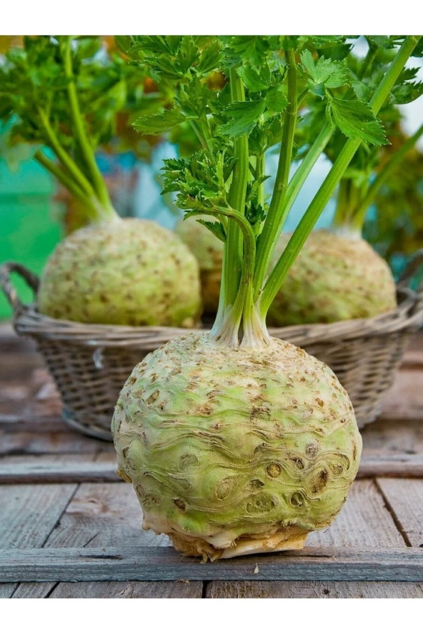 AGRODAL TARIM Ata Tohumu Yerli Doğal Anadolu Kök Kerevizi Tohumu 100 Ad. Sebze Tohumu ürün görseli