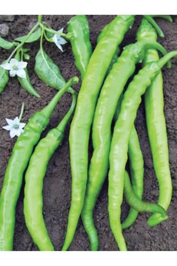 AGRODAL TARIM Ata Tohumu Yerli Doğal Tatlı Sivri Çetinel Biber Tohumu 100 Ad. Sebze Tohumu ürün görseli