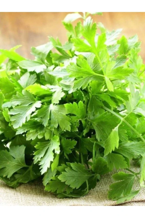 AGRODAL TARIM Ata Tohumu Doğal Yerli Maydanoz Tohumu Iri Akgen 2500 Ad. Tohum ürün görseli