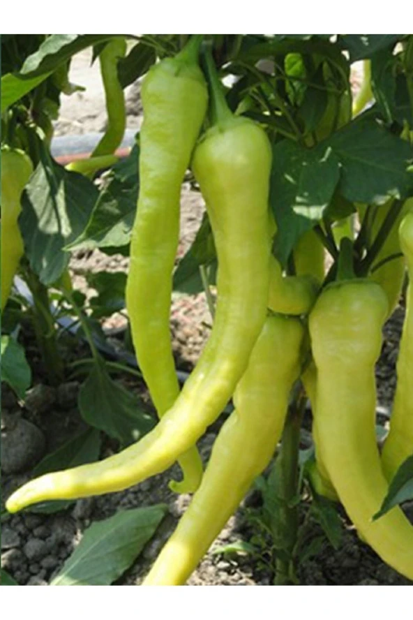 AGRODAL TARIM Ata Tohumu Yerli Doğal Tatlı Sivri Biber Çorbacı Tohumu 100 Ad. Sebze Tohumu ürün görseli