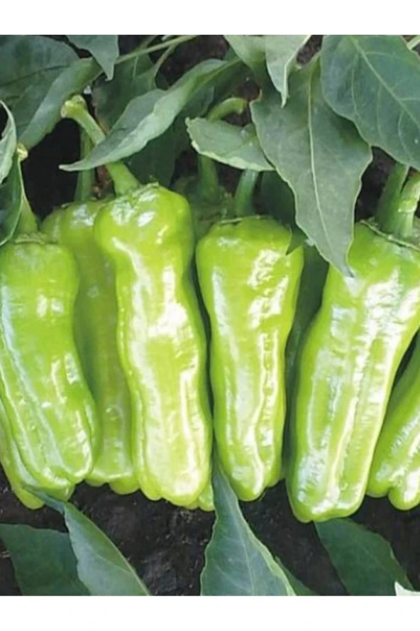 AGRODAL TARIM Ata Tohumu Yerli Doğal Tatlı Üçburun Mazamort Biberi Tohumu 100 Ad. Sebze Tohumu ürün görseli