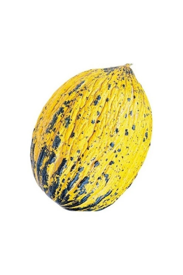 AGRODAL TARIM Ata Tohumu Yerli Doğal Kışlık Kavun Kırkağaç (589) 100 Ad. Sebze Tohumu ürün görseli