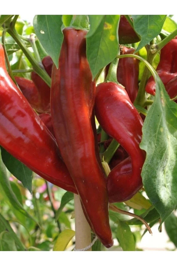 AGRODAL TARIM Ata Tohumu Yerli Doğal Acı Sivri Maraş Biberi Tohumu 100 Ad. Sebze Tohumu ürün görseli