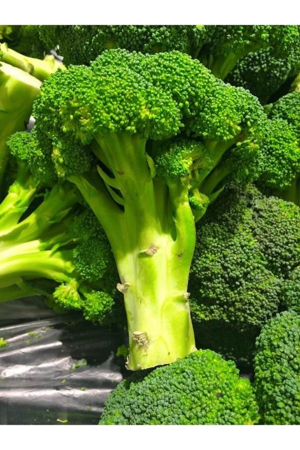 AGRODAL TARIM Yerli Doğal Yüksek Verimli Brokoli Tohumu 100 Ad. Tohum ürün görseli