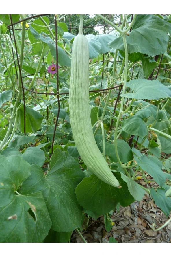 AGRODAL TARIM Ata Tohumu Yerli Doğal Turşuluk Acur Ömerli Acuru Tohumu 100 Ad. Sebze Tohumu ürün görseli