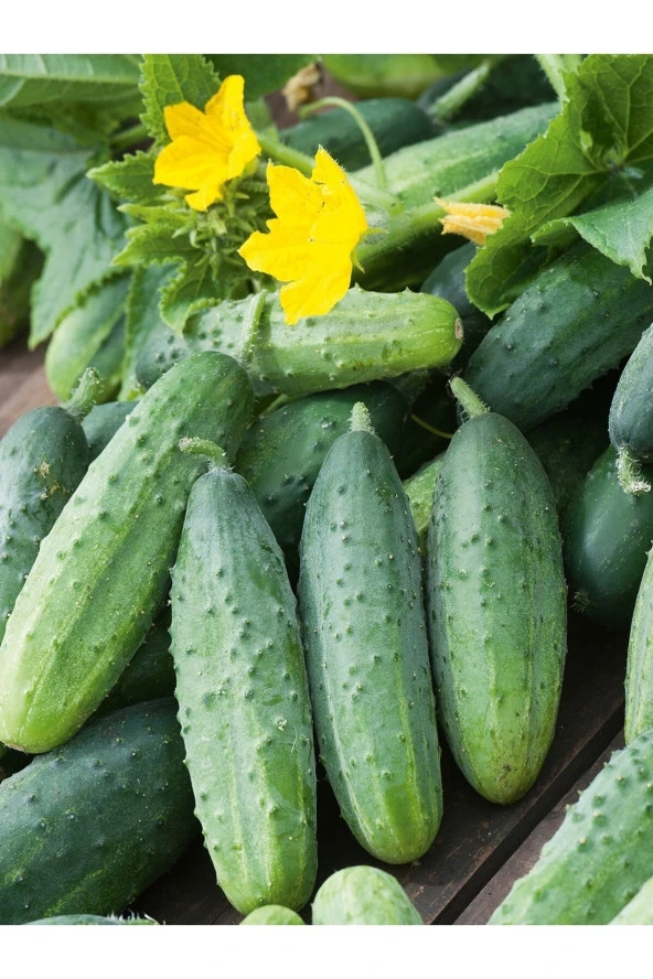 AGRODAL TARIM Ata Tohumu Yerli Doğal Hıyar Turşuluk Kornişon (KIRAL) Tipi 100 Ad. Sebze Tohumu ürün görseli