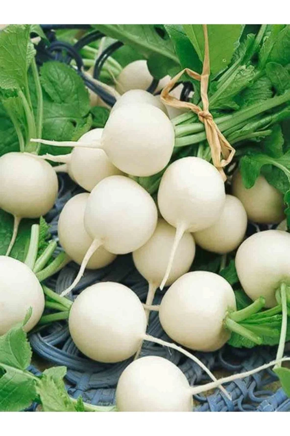 AGRODAL TARIM Ata Tohumu Yerli Doğal Beyaz Turp Tohumu 100 Ad. Sebze Tohumu ürün görseli