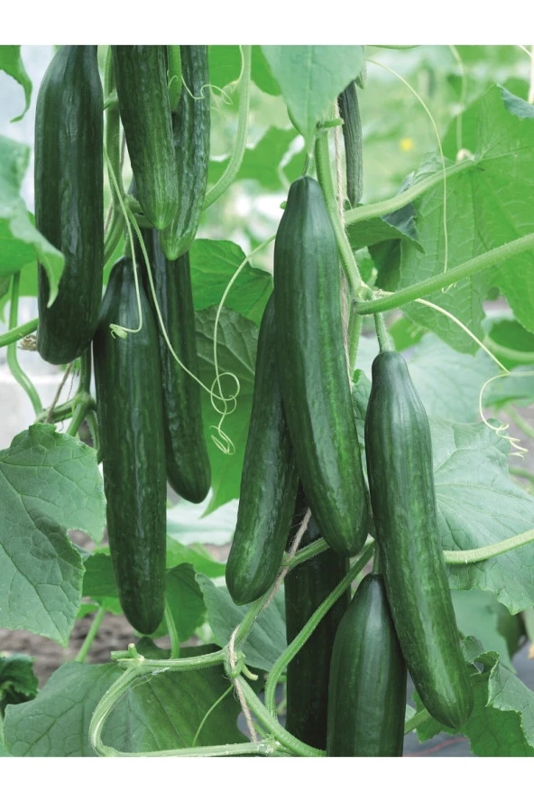 AGRODAL TARIM Hibrit Asma Taze Hıyar Salatalık Tohumu 10 Ad. Tohum ürün görseli