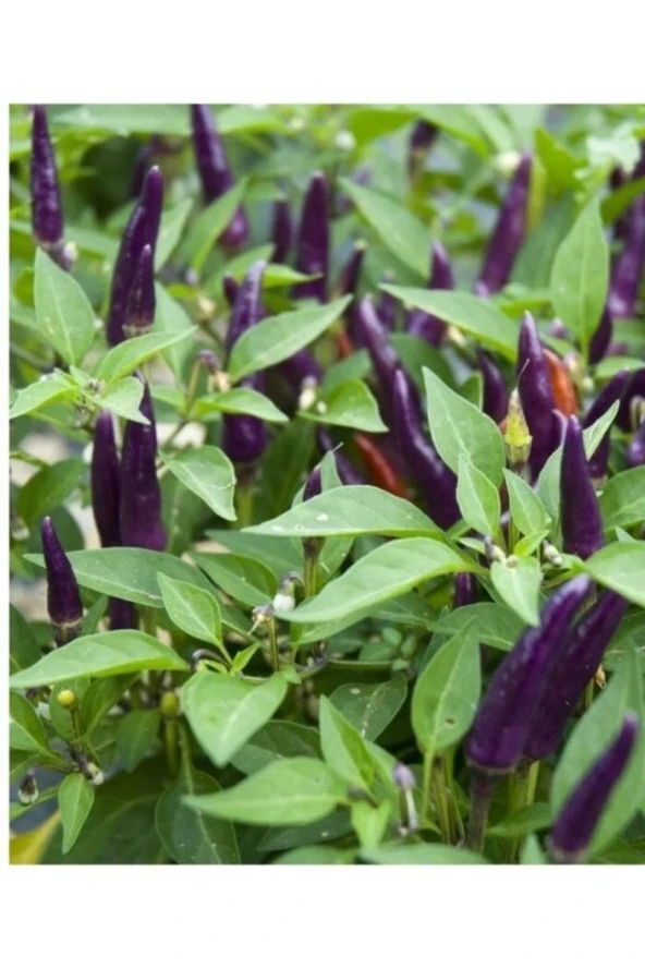 AGRODAL TARIM Ata Tohumu Yerli Doğal Acı Mor Cin Biberi 100 Adet Tohum - Resim 2