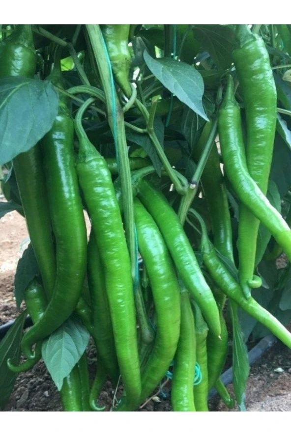 AGRODAL TARIM Ata Tohumu Yerli Doğal Sivri Acı Sera Demre Biberi 100 Ad. Sebze Tohumu ürün görseli