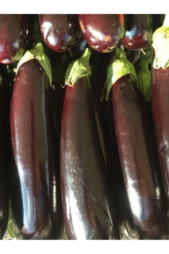 AGRODAL TARIM Ata Tohumu Yerli Doğal Patlıcan Kemer 27 Çeşidi 100 Ad. Sebze Tohumu ürün görseli