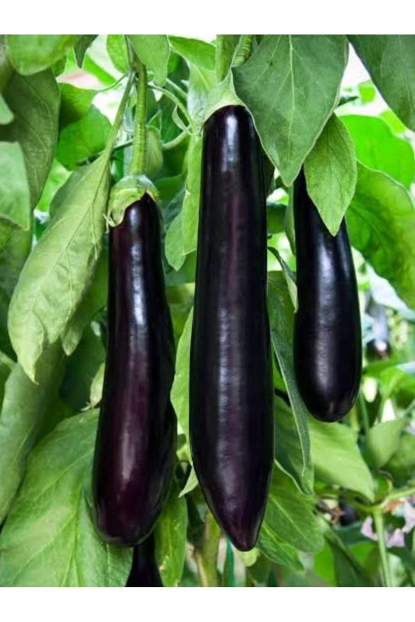 AGRODAL TARIM Ata Tohumu Yerli Doğal Patlıcan Meşhur Aydın Siyahı 100 Ad. Sebze Tohumu ürün görseli