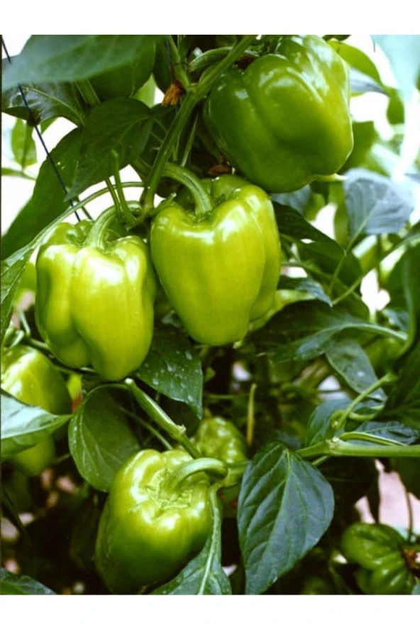 AGRODAL TARIM Ata Tohumu Yerli Doğal Tatlı Biber Tohumu Kandil Dolma 100 Ad. Sebze Tohumu ürün görseli