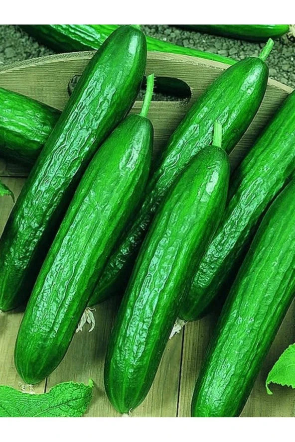 AGRODAL TARIM Çok Yüksek Verimli Hibrit Hıyar Taze Salatalık Tohumu 30 Ad. Tohum ürün görseli