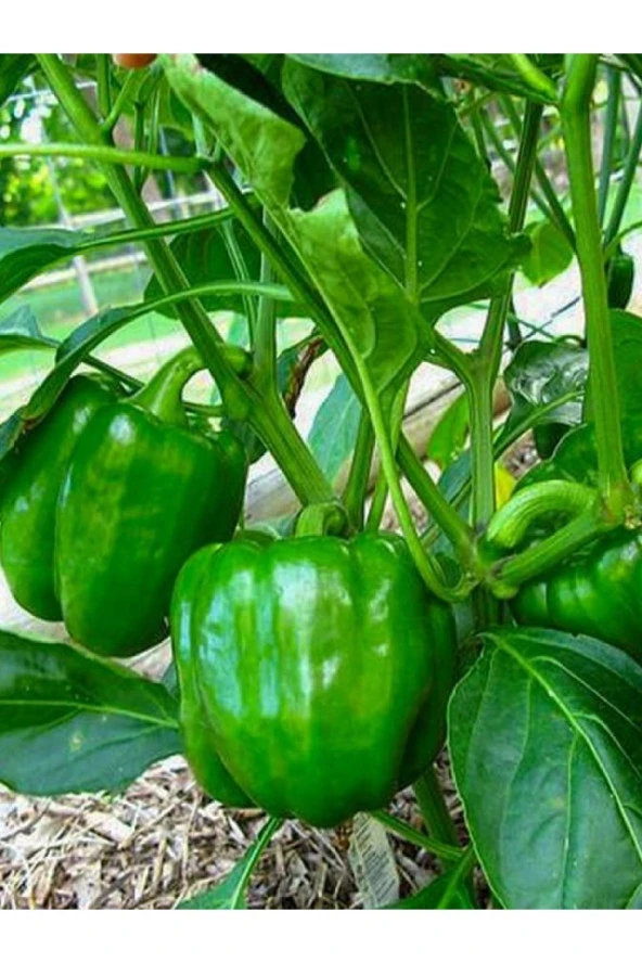 AGRODAL TARIM Ata Tohumu Yerli Doğal Antep Acı Dolma Biberi Canan 100 Ad. Sebze Tohumu ürün görseli