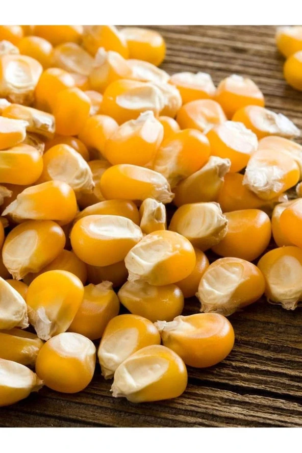 AGRODAL TARIM Yerli Doğal Patlak Mısır Tohumu Popcorn 50 Ad. Tohum ürün görseli