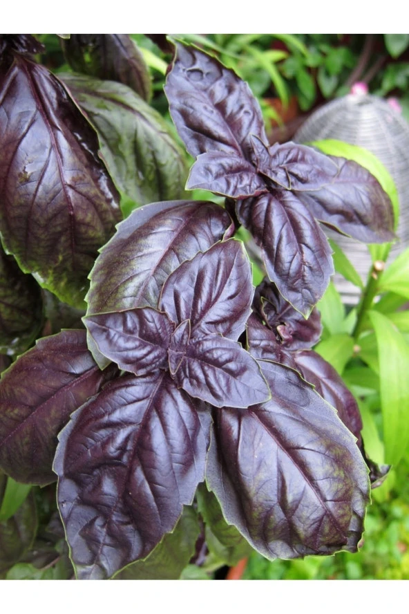 AGRODAL TARIM Ata Tohumu Yerli Doğal Fesleğen Mor Reyhan 1000 Ad. Sebze Tohumu ürün görseli