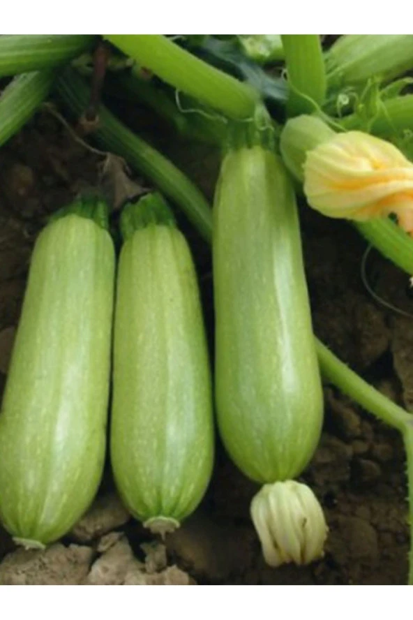 AGRODAL TARIM Çok Yüksek Verimli Hibrit Dolma Kabağı Tohumu 10 Ad. Tohum ürün görseli