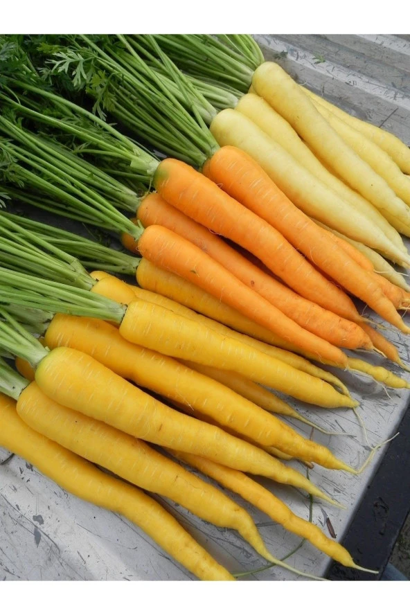 AGRODAL TARIM Ata Tohumu Yerli Doğal Renkli Havuç Antep Havucu Mızar 1000 Ad. Sebze Tohumu ürün görseli