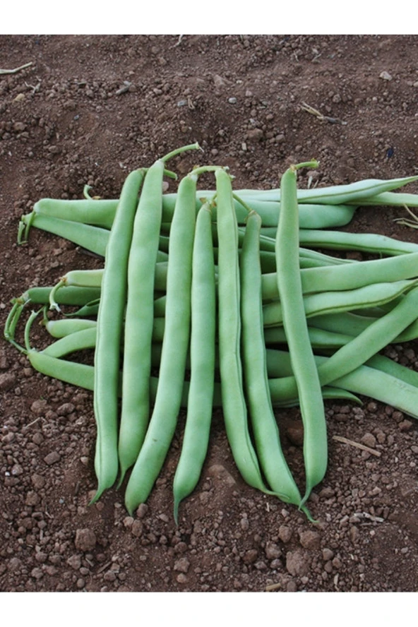 AGRODAL TARIM Ata Tohumu Yerli Doğal Oturak Yeşil Fasulye Magnum Tipi (MAGNA) 50 Ad. Sebze Tohumu ürün görseli