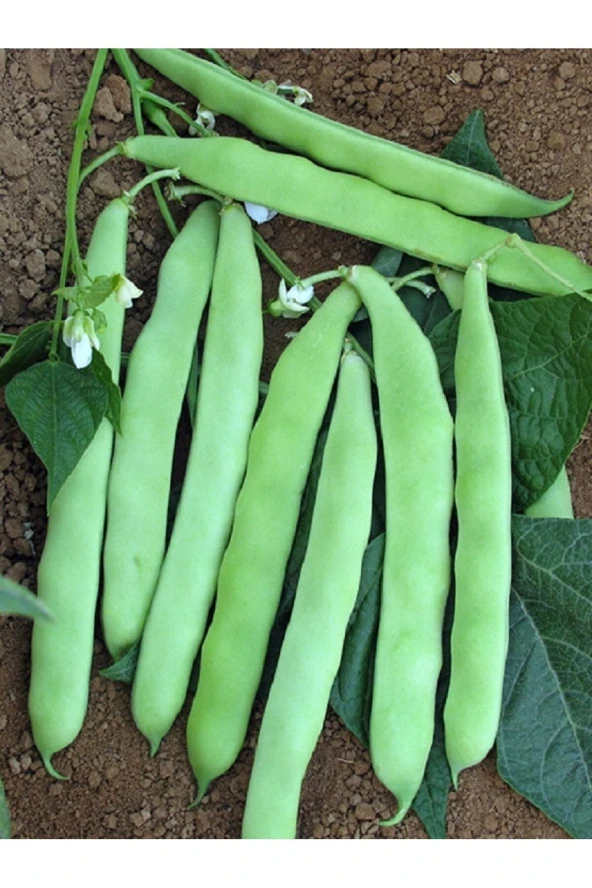 AGRODAL TARIM Ata Tohumu Yerli Doğal Oturak Yeşil Fasulye Cina Tipi (SULTAN) 50 Ad. Sebze Tohumu ürün görseli
