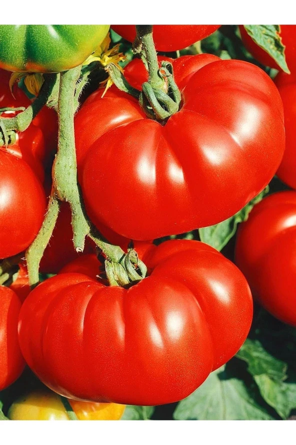 AGRODAL TARIM Ata Tohumu Yerli Doğal Antep Oturak Domatesi Tohumu 100 Ad. Sebze Tohumu ürün görseli