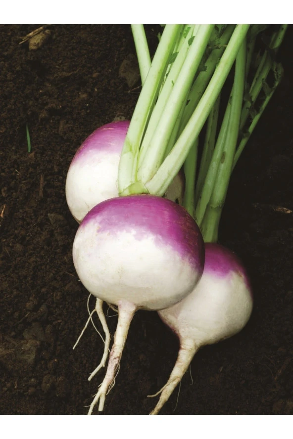 AGRODAL TARIM Ata Tohumu Yerli Doğal Şalgam Turpu 100 Ad. Sebze Tohumu ürün görseli