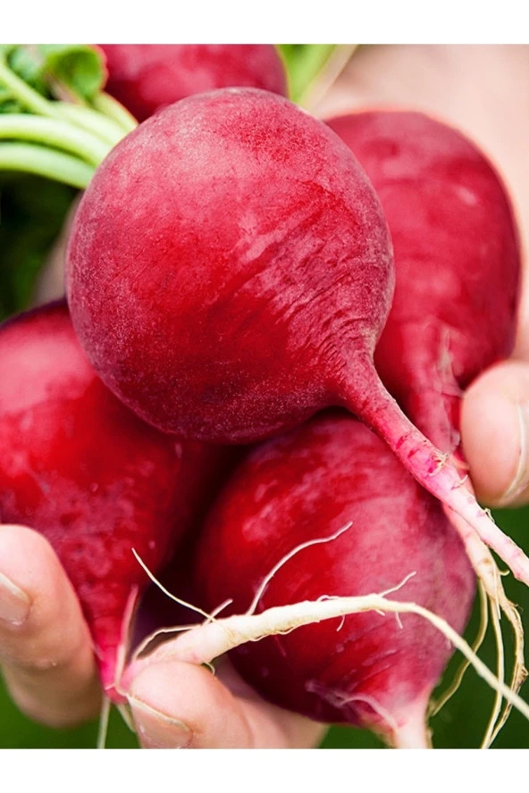 AGRODAL TARIM Ata Tohumu Yerli Doğal Kırmızı Iri Turp 100 Ad. Sebze Tohumu ürün görseli