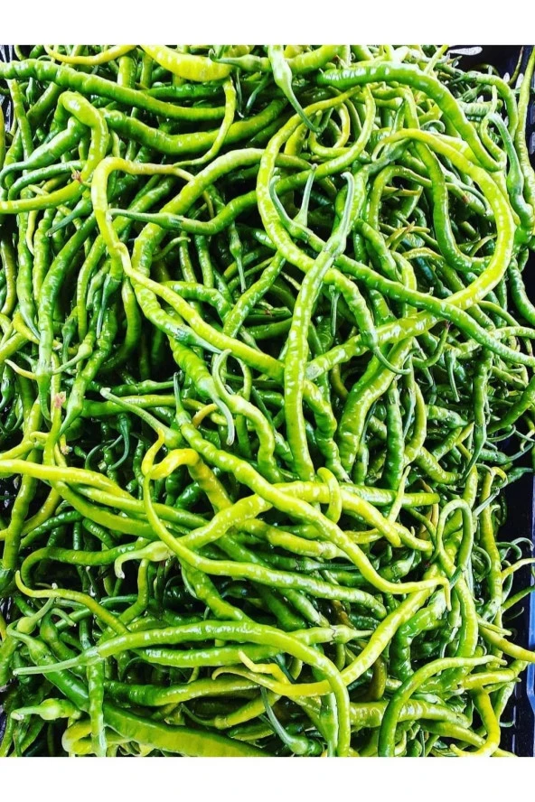 AGRODAL TARIM Ata Tohumu Yerli Doğal Fırat Biberi Tohumu Acı Kıl 100 Ad. Sebze Tohumu ürün görseli