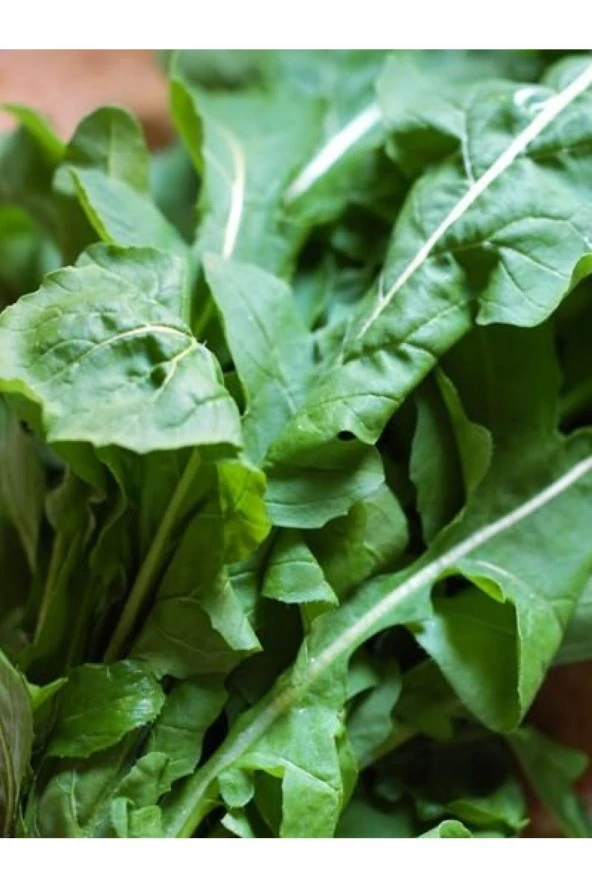 AGRODAL TARIM Ata Tohumu Yerli Doğal Yeşil Roka Tohumu 1000 Ad. Sebze Tohumu ürün görseli