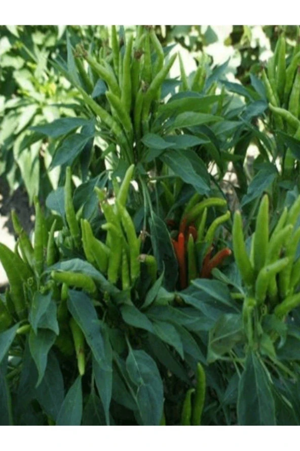 AGRODAL TARIM Ata Tohumu Yerli Doğal Acı Cin Biberi Tohumu Yukarıbakan 100 Ad. Sebze Tohumu ürün görseli