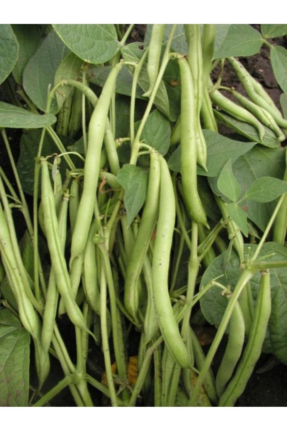 AGRODAL TARIM Ata Tohumu Yerli Doğal Oturak Yeşil Fasulye Sarıkız (ZEHRA) 50 Ad. Sebze Tohumu ürün görseli