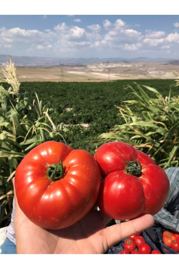 AGRODAL TARIM Ata Tohumu Yerli Doğal Oturak Dilimli Köy Domatesi 100 Ad. Sebze Tohumu ürün görseli
